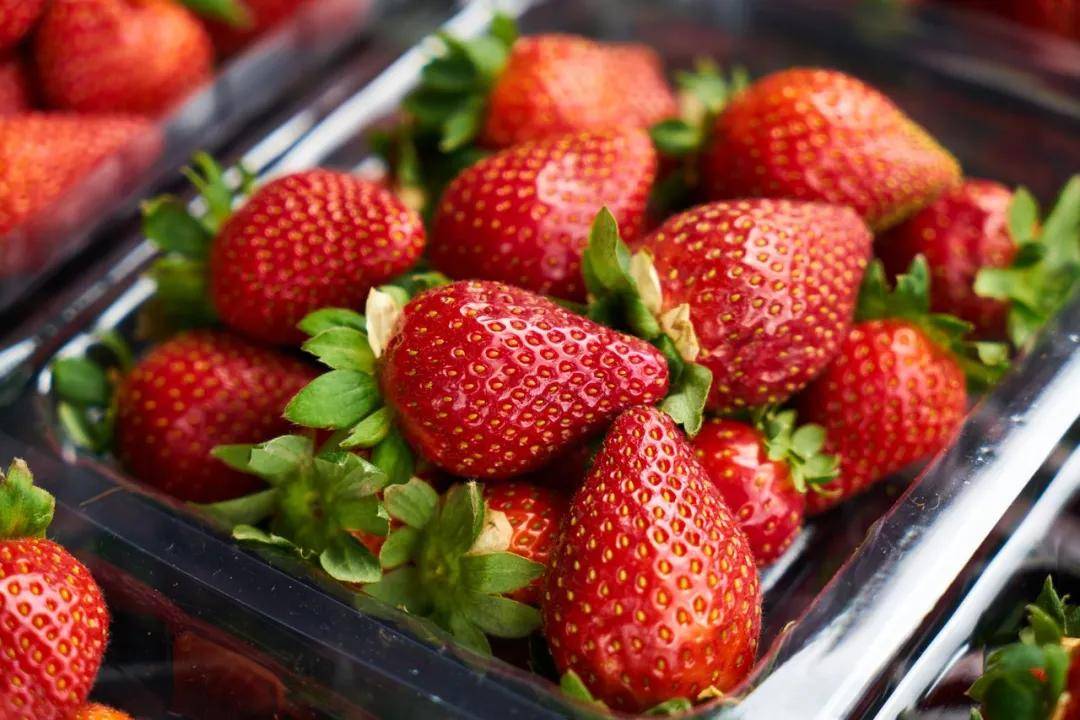 凯发K8国际首页不健康饮食的案例甜品九九草莓甜品视频日本人对草莓的认真远远超出很