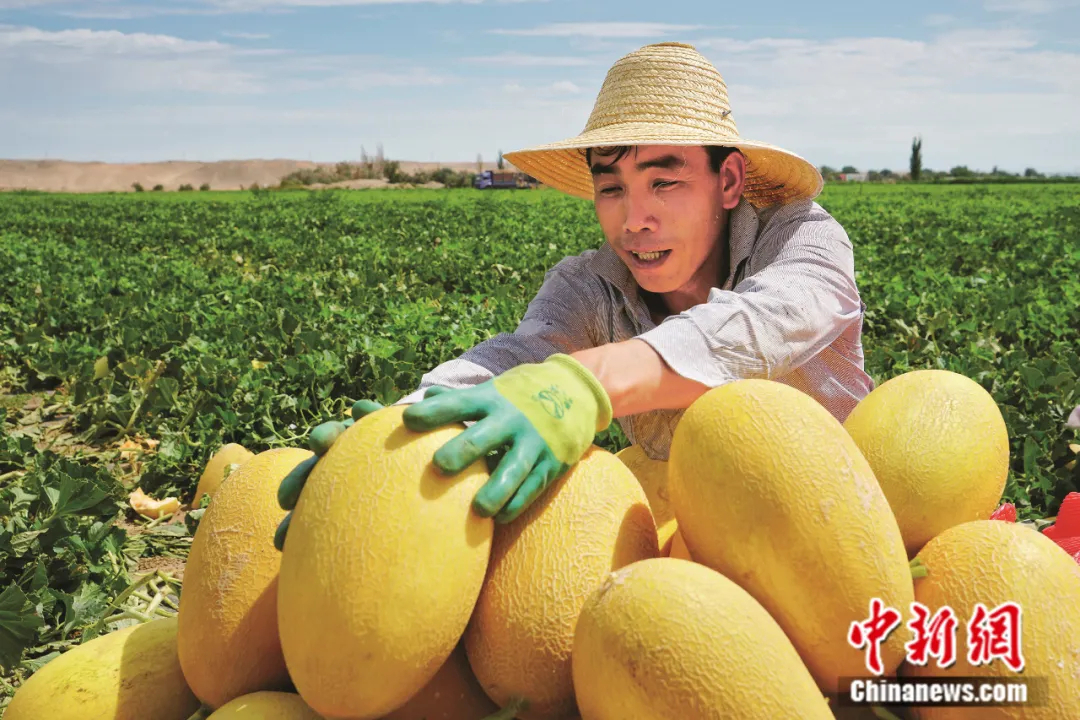 凯时k8官网,这种以城市命名的水果蕴藏了怎样的“甜蜜”?